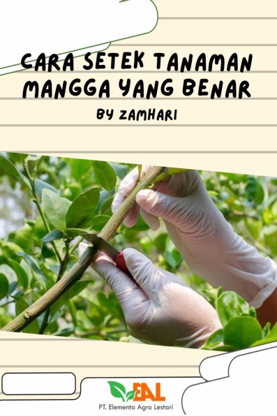 Cara Setek Tanaman Mangga yang Benar